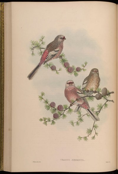 Uragus sibiricus de John Gould